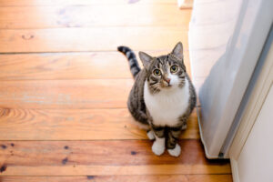 猫と暮らすマンションの間取りとは？快適に暮らすためのポイントを解説